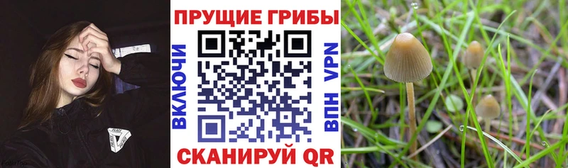 Псилоцибиновые грибы Psilocybe  Куса 